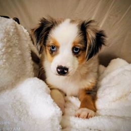 Oliver - Blue merle male Toy Australian Shepherd puppy in Logansport, Indiana from Sandy Hill Farm Aussies, LLC