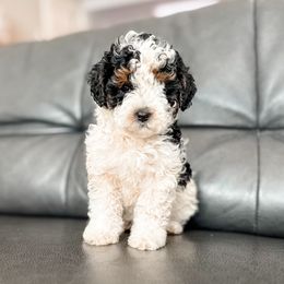 Dancer - Black tri-color female Aussiedoodle puppy in Saint George, Utah from Fitzdoodles