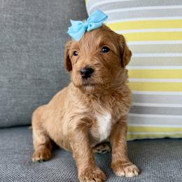 Sandy - Apricot female Goldendoodle puppy in Wyandotte, Oklahoma from Goldendoodles of NE OK