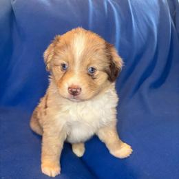 Maple - Red merle female Toy Australian Shepherd puppy in Union Grove, North Carolina from Grove Farm