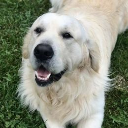 Wall-E - Golden Retriever