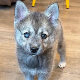 Romeo - Wolf sable male Pomsky puppy in Tonasket, Washington from Washington Pomskies