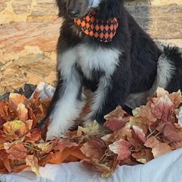 Puppy Girl 2 - Black and tan female Afghan Hound puppy in Carlisle, Pennsylvania from Winterberry Afghan Hounds