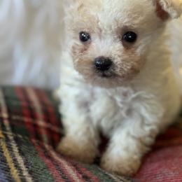 Mary - Parti female Maltipoo puppy in Wendell, North Carolina from Teddys Teddy Bears
