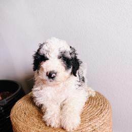 River Orange Collar - Merle male Sheepadoodle puppy in Republic, Missouri from DOOD & Co