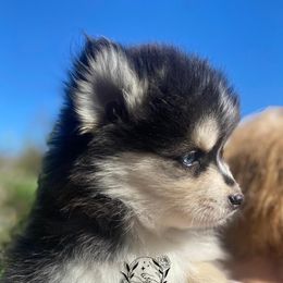 Pomsky Puppies from LittleLoyalzLLC