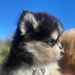 Pomsky Puppies from LittleLoyalzLLC