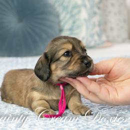 Velvet - Cream female Dachshund puppy in South Laurel, Maryland from Dainty Cream Doxies