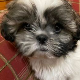 French Bulldogs and Shih Tzus from Divine Hill Farm