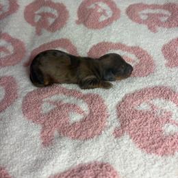 Larry - Dapple male Dachshund puppy in Lake City, Florida from My Ditzy Doxies of Florida