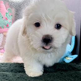 Ashton - White male Maltipoo puppy in Colonial Beach, Virginia from BeachRidge Pups