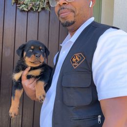 Rottweiler Puppies from Black Diamond Excellence rottweiler kennel