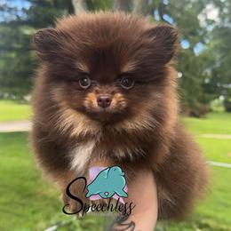 Isabela - 3250.00  dollars - Chocolate and tan female Pomeranian puppy in Perry County, Ohio from Speechless Pom’s