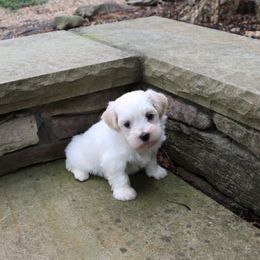 Micco - Cream male Havanese puppy in Hamptonville, North Carolina from Alabama Havanese Kennel