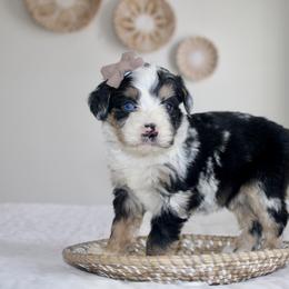 Bernedoodle, Cavapoo, and Pomsky Puppies from Cuddle Paws