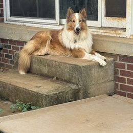 Luci - Collie