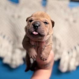Spider - Fawn male Chinese Shar-Pei puppy in Lehigh Acres, Florida from Florida Wrinkles