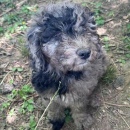 Diorite - Merle male Goldendoodle puppy in Philadelphia, Pennsylvania from Jah’s Retrievers