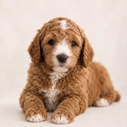 Mary Elizabeth (Maggie) - Red  female Goldendoodle puppy in Rocky Point, North Carolina from CelticDoods