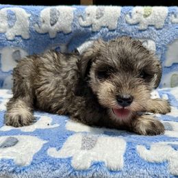Kai - Salt and pepper male Miniature Schnauzer puppy in Lockney, West Virginia from S&T Kennels