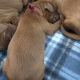 Burgundy girl - Chestnut female Irish Setter puppy in West Haven, Utah from McClellan Setters