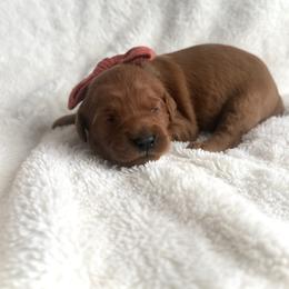 Companion Cross and Goldendoodle Puppies from Abby Chaffee