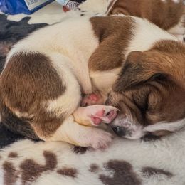 Fran - Mahogany and white female Basset Hound puppy in Maryland from Grind Stone Breeding Kennels