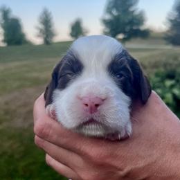 Pink collar - White and liver female English Springer Spaniel puppy in Sterling, Michigan from Springerdoodles In MI