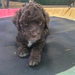 Boy 3 - Brown male Lagotto Romagnolo puppy in Salida, California from Harper's Lagotti