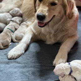 Golden Retriever Puppies from Ruff Life Goldens