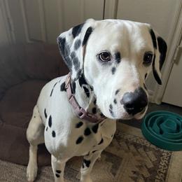 Juni - Dalmatian