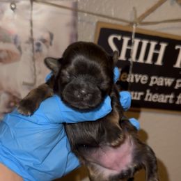 Max - Gold and white female Shih Tzu puppy in Madera Acres, California from California Shih Tzu’s