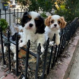 Cavalier King Charles Spaniel Puppies from Diamond Valley Ranch
