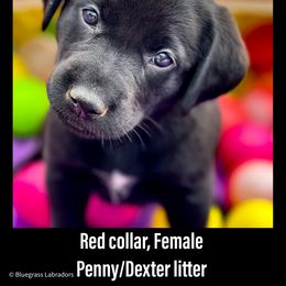 Labrador Retriever Puppies from Bluegrass Labradors