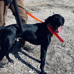 German Shorthaired Pointers from Hurricane Creek Gun Dogs