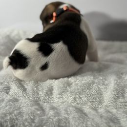 French Bulldog Puppies from Puget Sound Frenchies