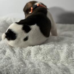French Bulldog Puppies from Puget Sound Frenchies