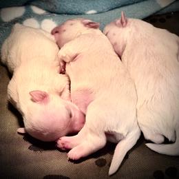 Zeus - White and lemon male Maltese puppy in Houston, Texas from The Royal Furbabies