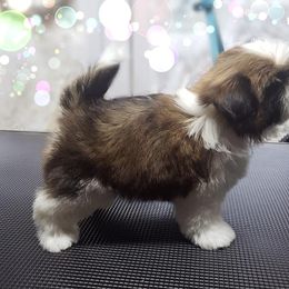 Shih Tzu Puppies from Mackwood Shih Tzu