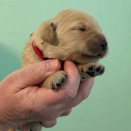 Red - Golden male Golden Retriever puppy in Eustis, Florida from Earley Goldens