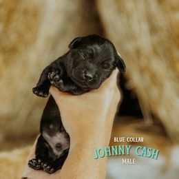 Labrador Retriever Puppies from Parsons Farmstead Retrievers