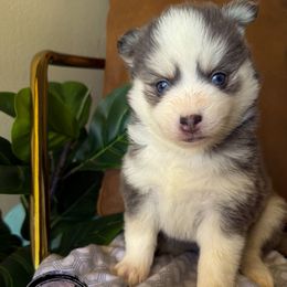 Harrison - Gray and white male Pomsky puppy in Mesa, Arizona from Platinum Pomskies