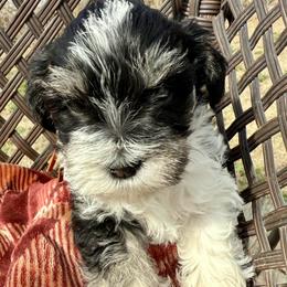 Wishbone - Parti male Miniature Schnauzer puppy in Comanche, Texas from Circle R