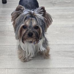 Remy - Yorkshire Terrier