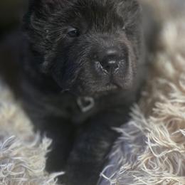 Blossom - Blue female Chinese Shar-Pei puppy in Rome, Pennsylvania from Maynard Hills Chinese Sharpeis