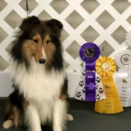 Al - Shetland Sheepdog