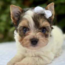 Royal sweet Jovani - Black tan and white male Biewer Terrier puppy in Bunnell, Florida from Royal Biewer and Royal Aussies
