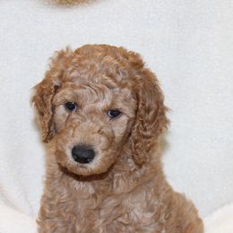 Poodle Puppies from Standard Poodles of Forest Lakes
