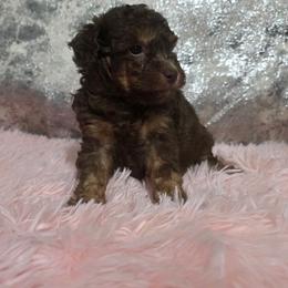 Dawn - Brown female Poodle puppy in Neosho, Missouri from Star Light Pups