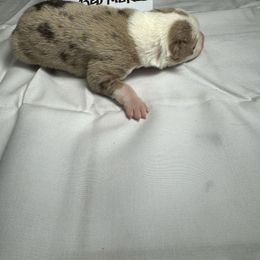 F7 - Red merle female Border Collie puppy in Meridian, Mississippi from Border Hollow Border Collies